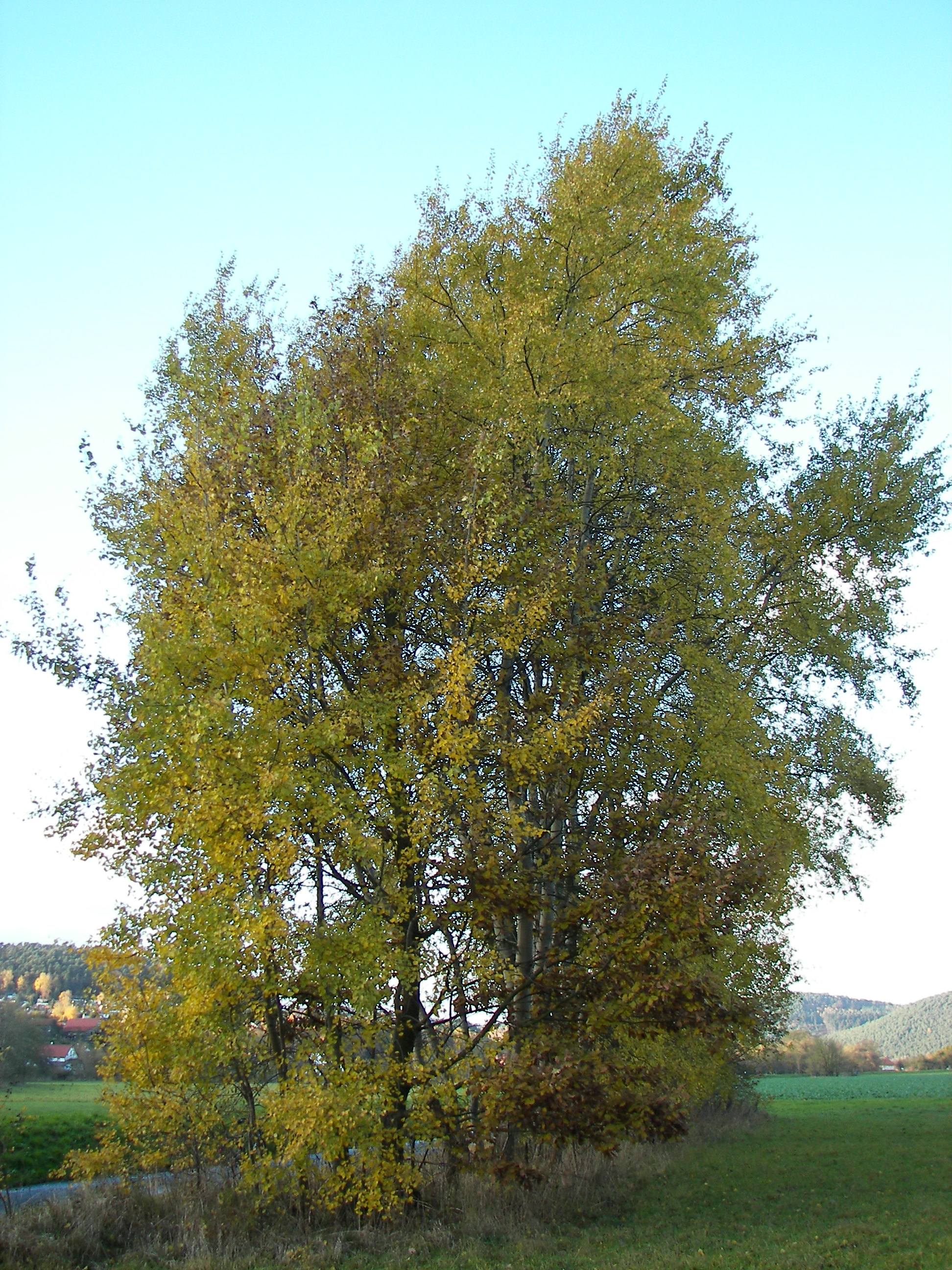 Populus tremula